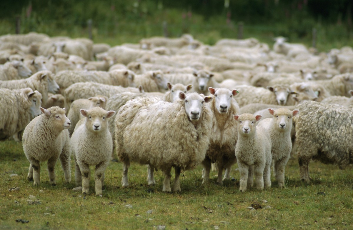 فاکتورهای موثر بر تولید مثل گوسفند