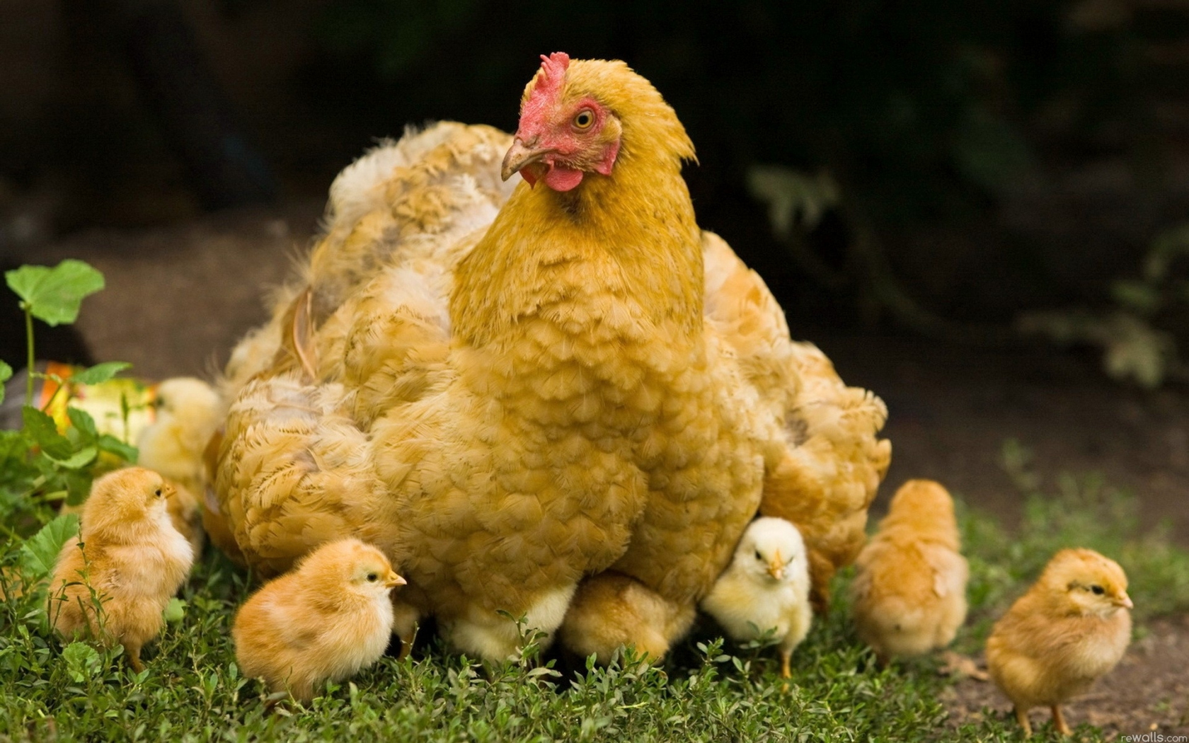  میزان جوجه درآوری در مرغ های مادر گوشتی 