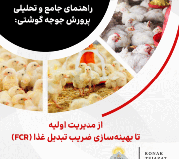 پرورش جوجه گوشتی